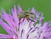 Eristalinus sepulchralis